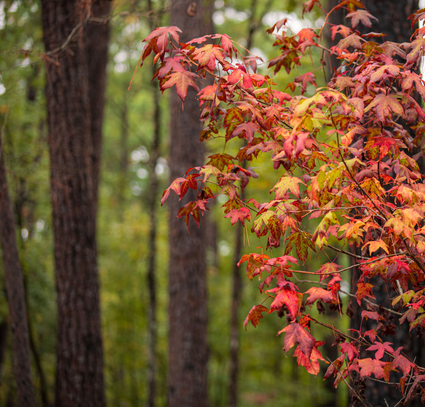 ETX Fall Foliage